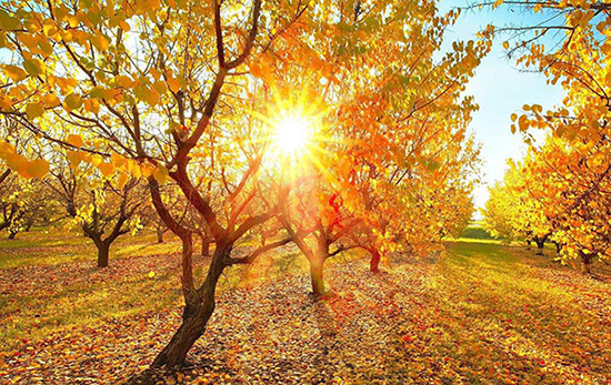 秋天到了，你以为甲醛的减轻挥发了？